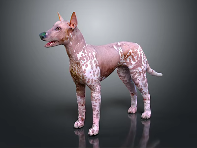 Hairless Pink And White Spotted Dog With Erect Ears Standing On Dark Reflective Floor 3d model