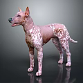 Hairless Pink And White Spotted Dog With Erect Ears Standing On Dark Reflective Floor