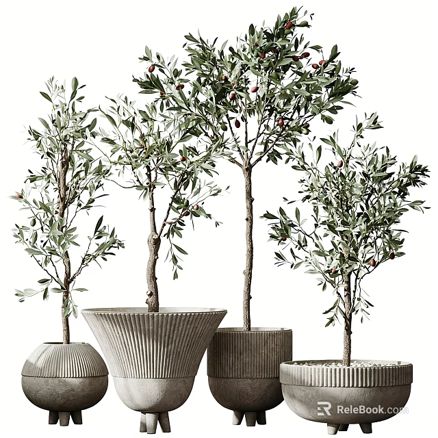 Modern Potted Olive Trees With Textured Ceramic Pots And Green Foliage 3d model 