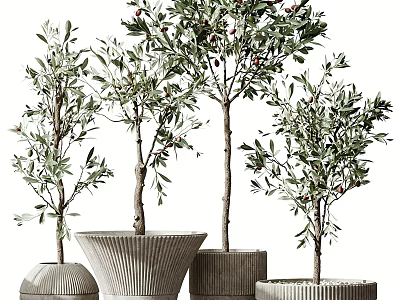 Modern Potted Olive Trees With Textured Ceramic Pots And Green Foliage 3d model