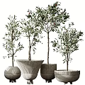 Modern Potted Olive Trees With Textured Ceramic Pots And Green Foliage