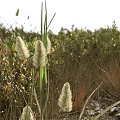 Lush Green Plants And White Flowers In Natural Rocky Garden Setting