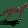 Realistic 3D Model Gray Wolf Standing on Green Background with Shadow