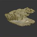 Open Oyster Shell With Textured Surface Isolated On Dark Background 3d model