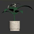 Indoor Plant With White Flower And Green Leaves In Textured Beige Pot