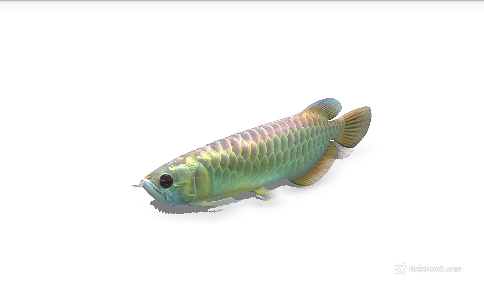 Colorful Arowana Fish With Shiny Scales And Vibrant Green Golden Color 3d model 
