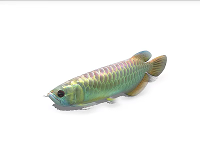 Colorful Arowana Fish With Shiny Scales And Vibrant Green Golden Color 3d model