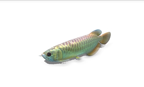 fish tropical fish ornamental fish 3d model