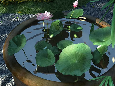 Lotus Flowers And Green Leaves Floating In Stone Basin With Water And Gravel 3d model