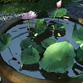 Lotus Flowers And Green Leaves Floating In Stone Basin With Water And Gravel