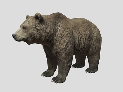 Realistic Brown Bear 3D Model With Standing Posture And Detailed Fur 3d model