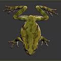 Vibrant Green Frog With Brown Markings And Long Legs On Reflective Dark Surface