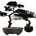 Two Bonsai Pine Trees with Curved Trunks Green Foliage in Black and Gray Pots