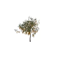 Elegant Arbor Displaying Hanging Yellow Flowers And Lush Green Leaves In Landscape