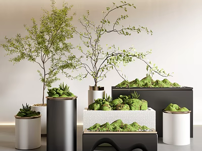 Bonsai Potted Plants With Green Foliage In Various Planters And Moss Decor 3d model