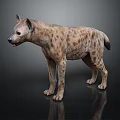 Lifelike Spotted Hyena 3D Model Standing On Black Background With Detailed Features