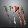 Human Arm Anatomy Displaying Nerve Vessel Bone Muscle And Skin Structures