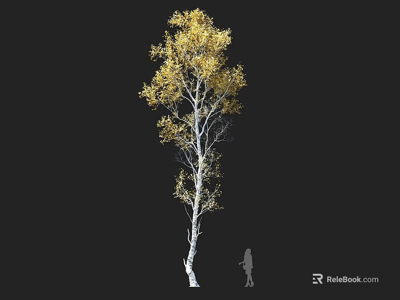 Tall Birch Tree With White Trunk And Yellow Leaves Beside Person Silhouette 3d model 