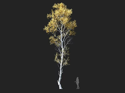 Tall Birch Tree With White Trunk And Yellow Leaves Beside Person Silhouette 3d model