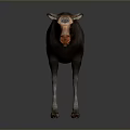 Realistic 3D Moose Model With Brown Fur And Orange Nose Standing On Gray Backdrop