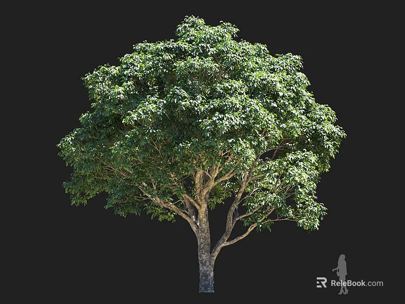 Tall Arbor With Dense Green Foliage Thick Brown Trunk And Broad Spreading Canopy 3d model 