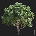 Tall Arbor With Dense Green Foliage Thick Brown Trunk And Broad Spreading Canopy