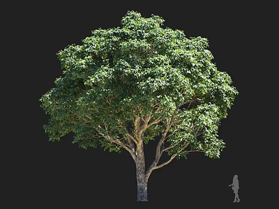 Tall Arbor With Dense Green Foliage Thick Brown Trunk And Broad Spreading Canopy 3d model