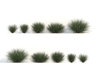 Ornamental Grasses In Various Sizes For Garden Landscaping And Decoration 3d model