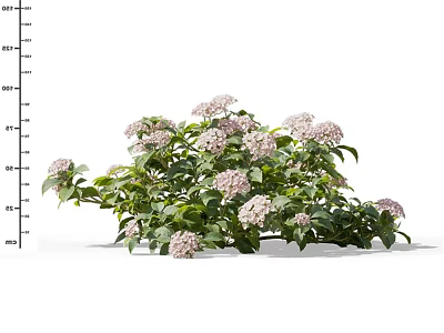 Lush Hydrangea Plant With Pink Flowers And Green Leaves Naturally Growing In Garden 3d model