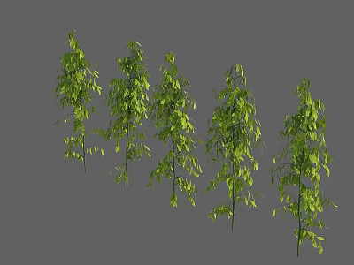 Five Lush Green Bushes with Dense Foliage Standing Against Gray Background 3d model
