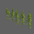 Five Lush Green Bushes with Dense Foliage Standing Against Gray Background