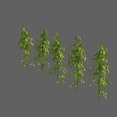 Five Lush Green Bushes with Dense Foliage Standing Against Gray Background 3d model