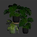 Potted Monstera Plants With Large Green Leaves On Metal Stand And Floor In Gray Background