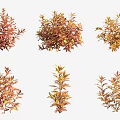 Six Aquatic Plants With Orange Red And Yellow Leaves In Various Growth Forms