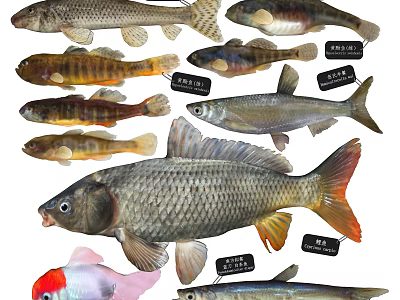 Various Aquatic Animals Featuring Different Freshwater Fish Species and Varieties Collection 3d model
