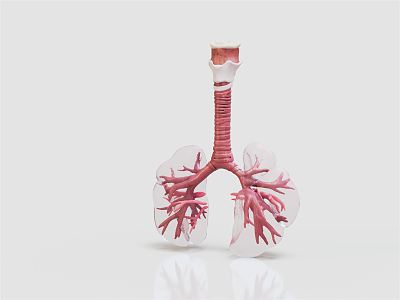 modern lung human lung 3d model