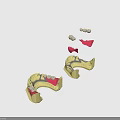 Detailed Dental Organ Prosthesis Models Featuring Crowns Bridges Abutments And Arch Structures