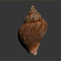 conch bone snail snail field snail shellfish marine animal fish freshwater fish marine fish animal 3d model