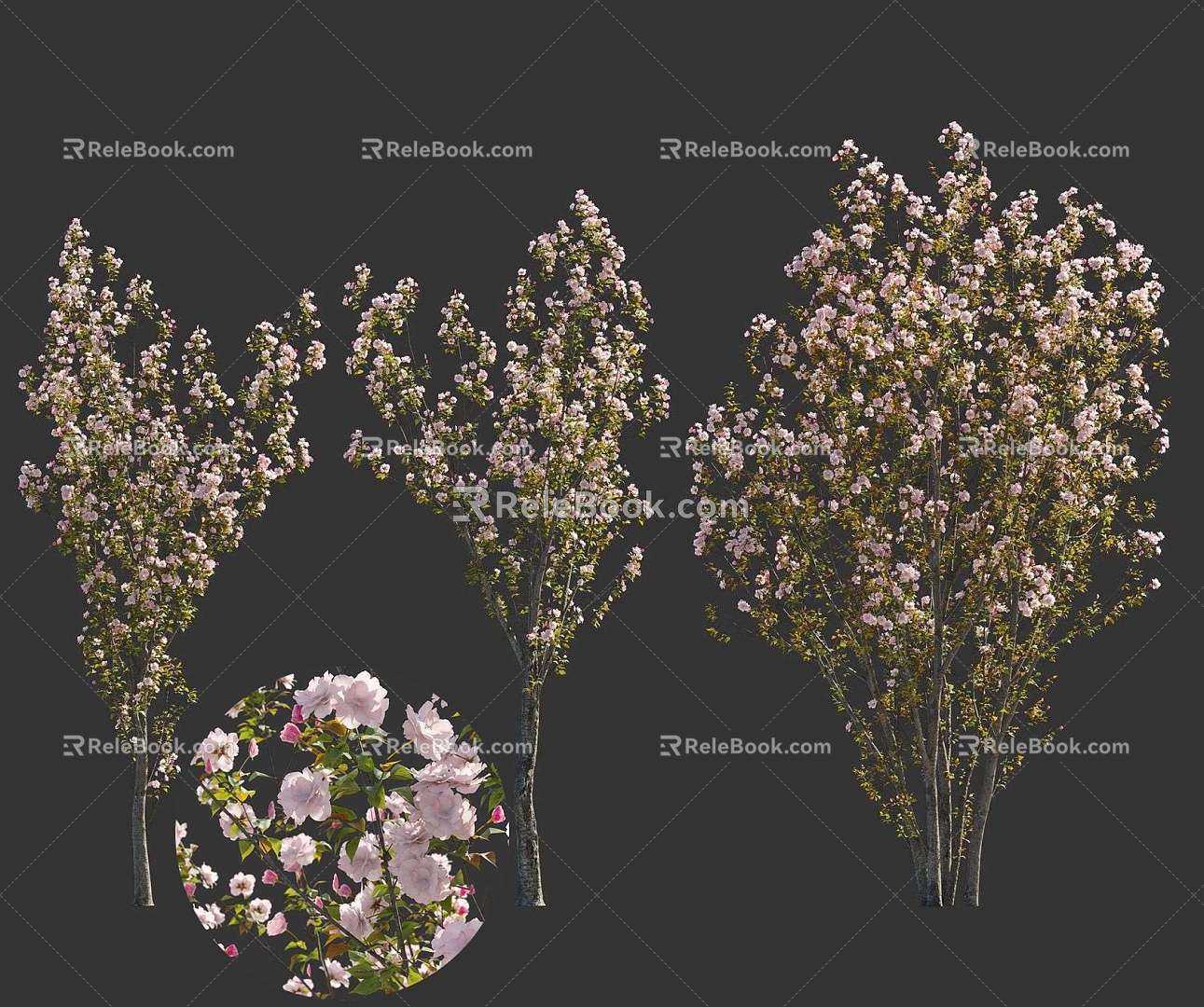 Japanese Cherry Blossoms Tokyo Cherry Blossoms Peach Blossoms Garden Setches Chinese Ancient Trees National Style Green Plants 3d model