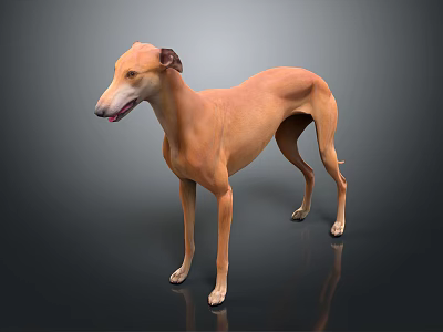 Light Brown Greyhound Dog Standing on Grey Background with Reflection 3d model