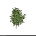 Tall Arbor With Lush Green Foliage And Sunlit Leaves In Natural Scene