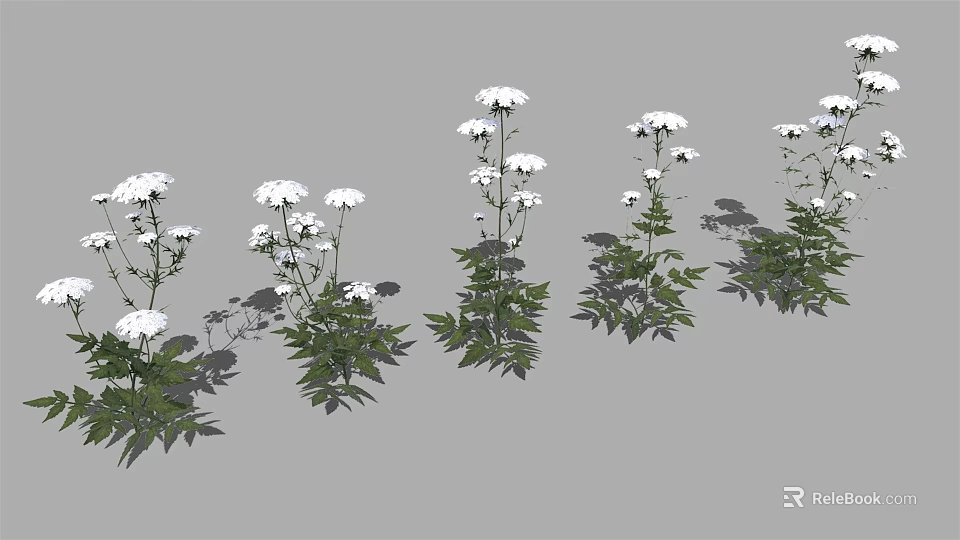 Green Leaf Plants With White Flowers And Lush Foliage Arranged In Multiple Groups 3d model 