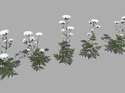 Green Leaf Plants With White Flowers And Lush Foliage Arranged In Multiple Groups 3d model