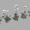 Green Leaf Plants With White Flowers And Lush Foliage Arranged In Multiple Groups