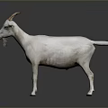 Realistic White Goat Full Body With Curved Horns Standing On Gray Background