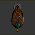 Realistic Duck With Green Head Yellow Beak Brown Body And Orange Feet