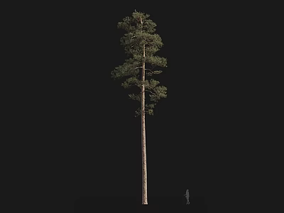 Tall Tree with Straight Trunk Green Foliage Black Background and Human Figure for Scale 3d model
