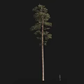 Tall Tree with Straight Trunk Green Foliage Black Background and Human Figure for Scale