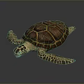 Turtle Cartoon Turtle Snapping Turtle Chickbill Turtle Reptile Cold Blooded Animal Reptile Class 3d model