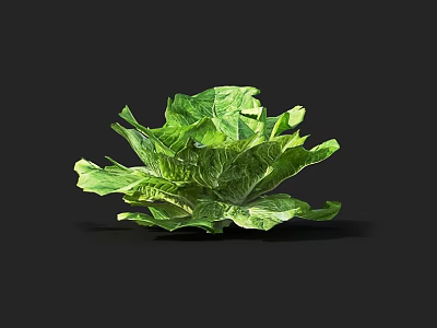 Organic Fresh Green Lettuce With Crisp Vibrant Leaves And Healthy Foliage 3d model